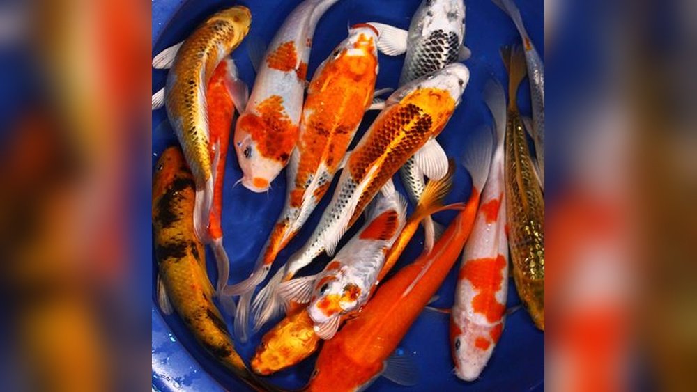 How Much are Koi Fish? Price Guide for Every Budget