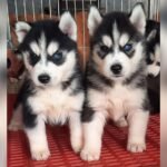 Husky Price in India: Latest Costs, Factors & Buying Guide