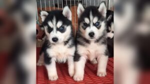 Husky Price in India: Latest Costs, Factors & Buying Guide