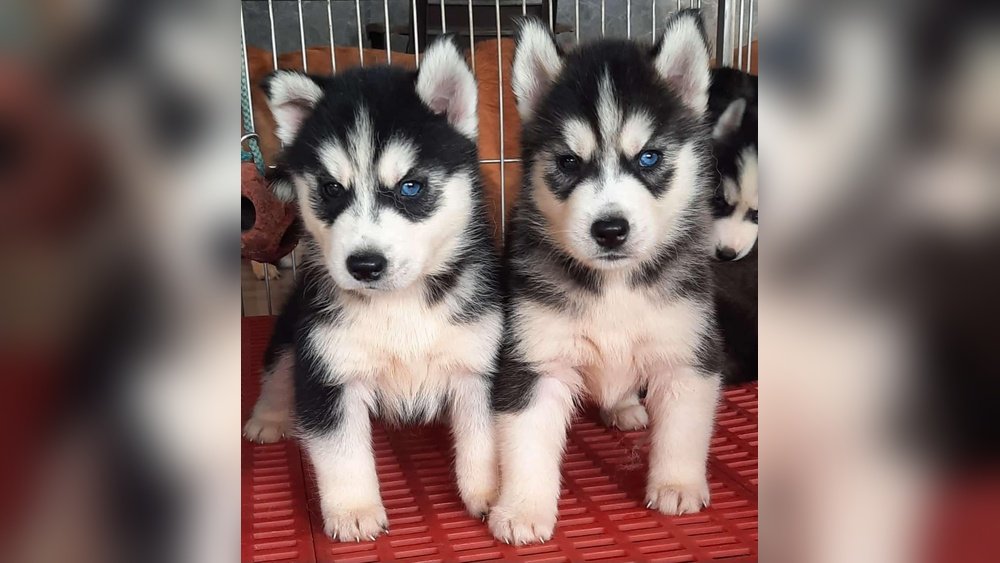 Husky Price in India: Latest Costs, Factors & Buying Guide