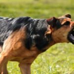 Is German Shepherd Banned in India? Latest Legal Update 2026