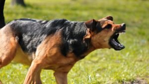 Is German Shepherd Banned in India? Latest Legal Update 2026