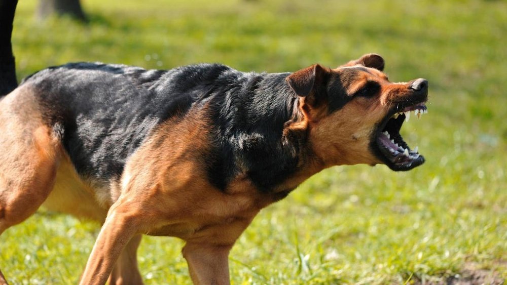 Is German Shepherd Banned in India? Latest Legal Update 2026