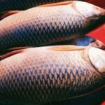 Is Rohu Fish Good for Health? Benefits You Need to Know