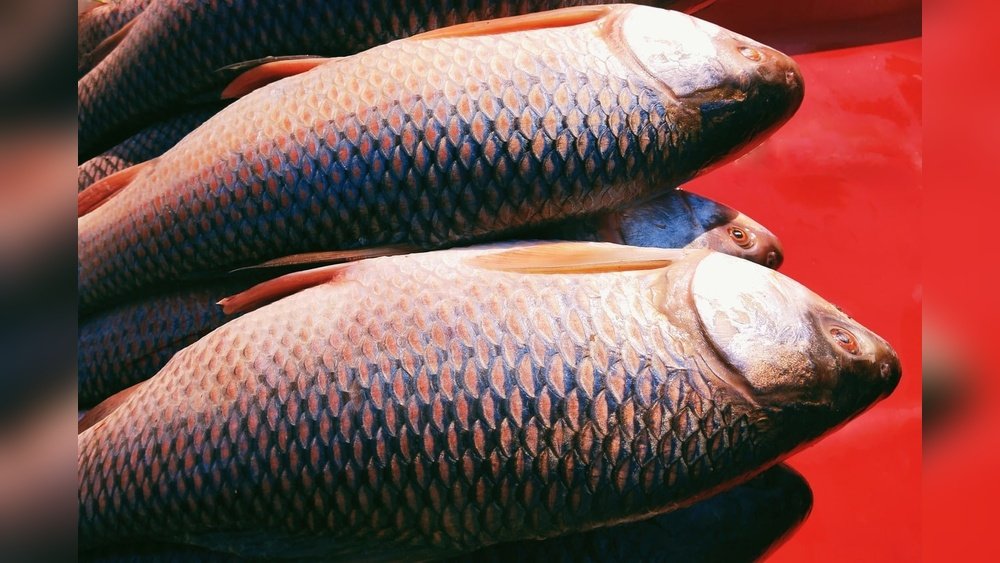 Is Rohu Fish Good for Health? Benefits You Need to Know
