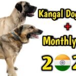 Kangal Dog Price in India: Complete Guide