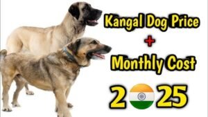 Kangal Dog Price in India: Complete Guide for 2024