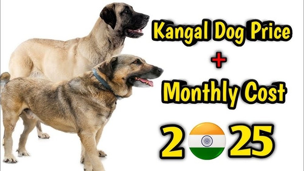 Kangal Dog Price in India: Complete Guide for 2024
