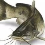 Mangur Fish Ban in India: Impact, Reasons, and Latest Updates