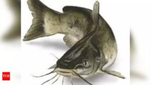 Mangur Fish Ban in India: Impact, Reasons, and Latest Updates