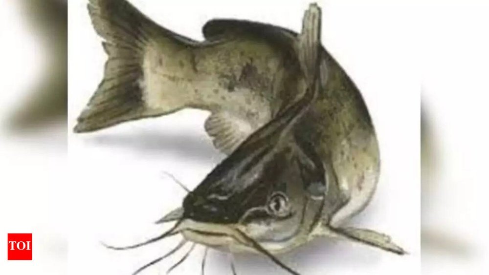 Mangur Fish Ban in India: Impact, Reasons, and Latest Updates