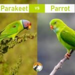 Parrot And Parakeet Difference: Key Traits and Easy Identification