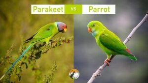 Parrot And Parakeet Difference: Key Traits and Easy Identification