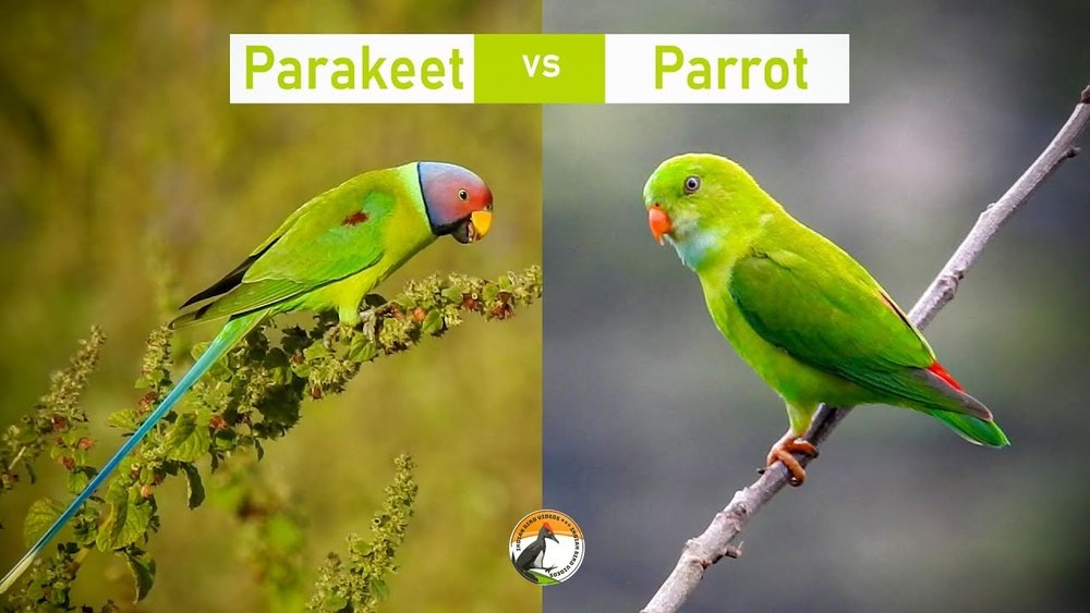 Parrot And Parakeet Difference: Key Traits and Easy Identification