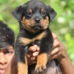 Rottweiler Price in India: Latest Costs & Buying Guide