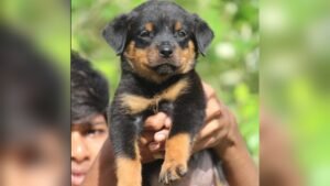 Rottweiler Price in India: Latest Costs & Buying Guide 2024