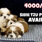 Shih Tzu Price in India: Latest Costs, Tips & Buying Guide