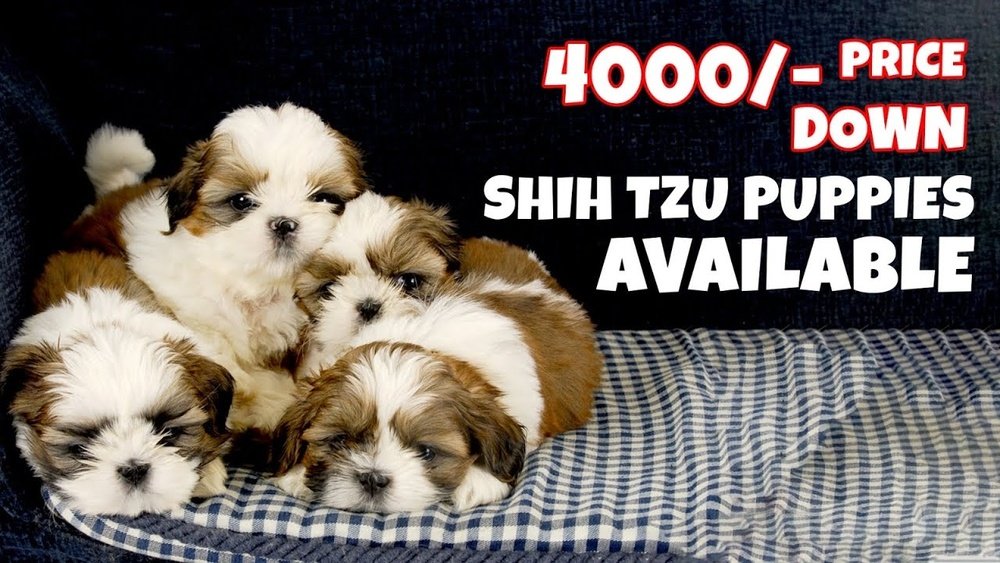 Shih Tzu Price in India: Latest Costs, Tips & Buying Guide
