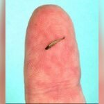 Smallest Fish in the World: Fascinating Facts and Discoveries