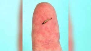 Smallest Fish in the World: Fascinating Facts and Discoveries