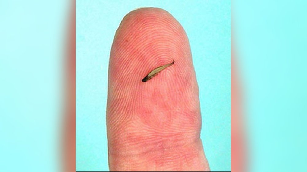 Smallest Fish in the World: Fascinating Facts and Discoveries