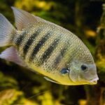 State Fish of Kerala: Fascinating Facts and Conservation Efforts