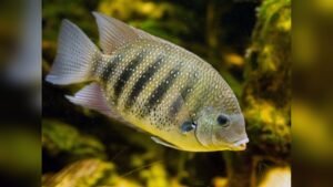 State Fish of Kerala: Fascinating Facts and Conservation Efforts