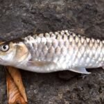 State Fish of Sikkim: Fascinating Facts and Conservation Efforts