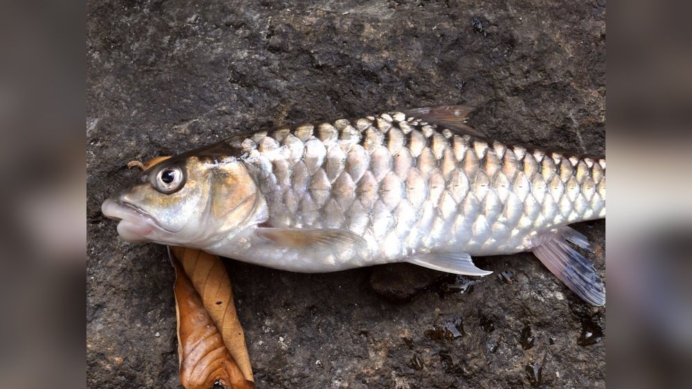 State Fish of Sikkim: Fascinating Facts and Conservation Efforts