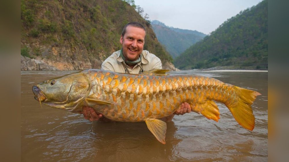 State Fish of Uttarakhand: Fascinating Facts and Conservation Efforts