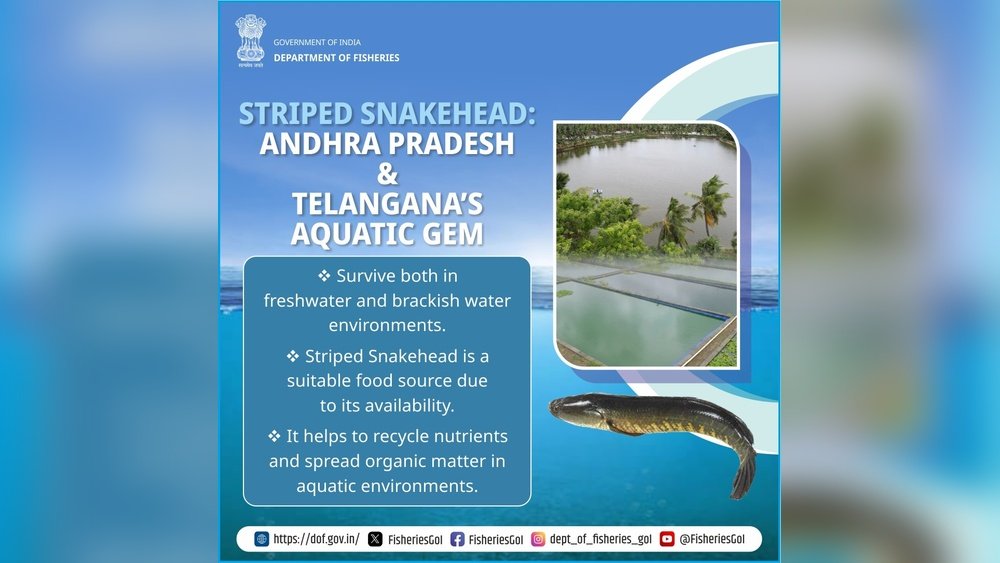 Telangana State Fish: Discover Aquatic Jewels and Hidden Wonders