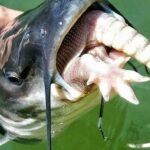 What Do Catfish Eat? A Complete Guide to Their Diet