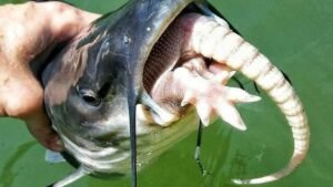 What Do Catfish Eat? A Complete Guide to Their Diet