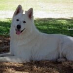 White German Shepherd Price in India: Complete Cost Guide