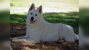 White German Shepherd Price in India: Complete Cost Guide 2024