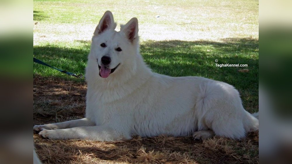 White German Shepherd Price in India: Complete Cost Guide 2024