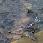 Why Can Catfish Survive Without Water? Surprising Facts Explained