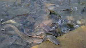 Why Can Catfish Survive Without Water? Surprising Facts Explained