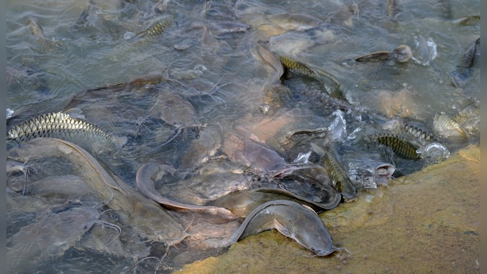 Why Can Catfish Survive Without Water? Surprising Facts Explained