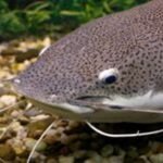Why Do Catfish Have Whiskers? Fascinating Facts Explained