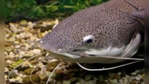 Why Do Catfish Have Whiskers? Fascinating Facts Explained