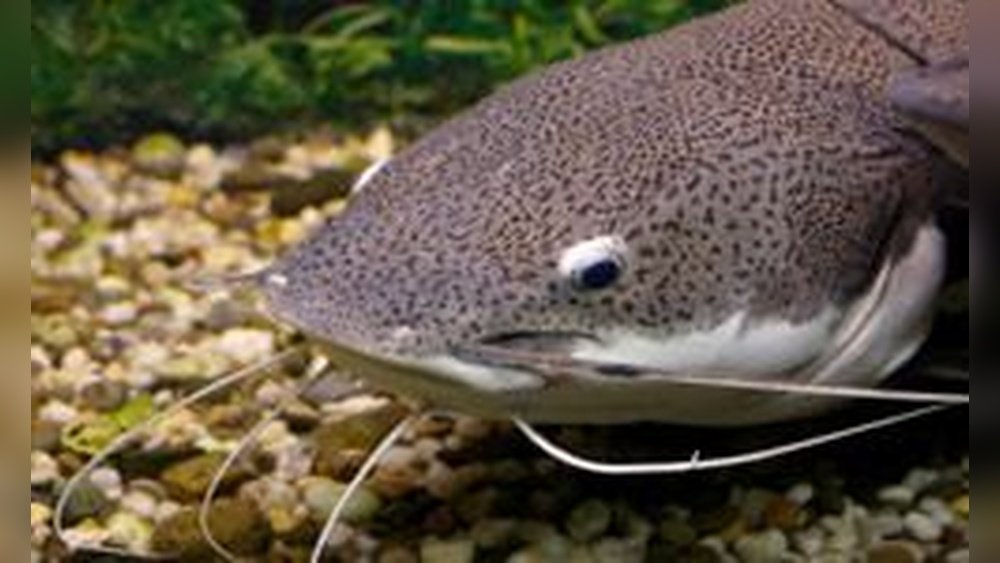 Why Do Catfish Have Whiskers? Fascinating Facts Explained