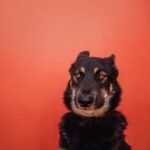 Why Do Dogs Put Their Ears Back? Understanding Canine Signals