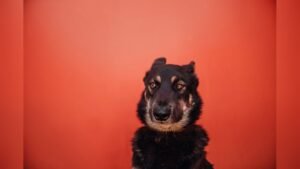 Why Do Dogs Put Their Ears Back? Understanding Canine Signals