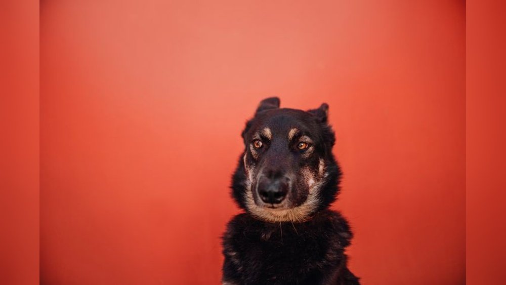 Why Do Dogs Put Their Ears Back? Understanding Canine Signals