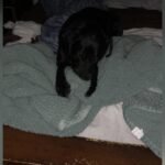 Why Does My Dog Suck on Blankets? Surprising Reasons Explained
