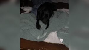Why Does My Dog Suck on Blankets? Surprising Reasons Explained