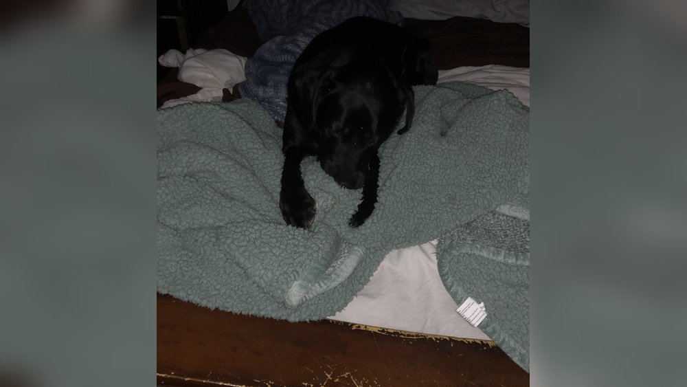 Why Does My Dog Suck on Blankets? Surprising Reasons Explained