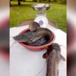 Why is Catfish Banned in India? Shocking Reasons Revealed