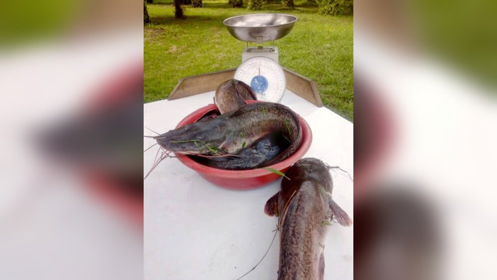 Why is Catfish Banned in India? Shocking Reasons Revealed